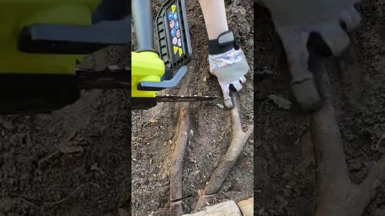 Ryobi ONE+ 18v 8 in. Pruning Chainsaw Cutting Tree Roots! - P5452BTL