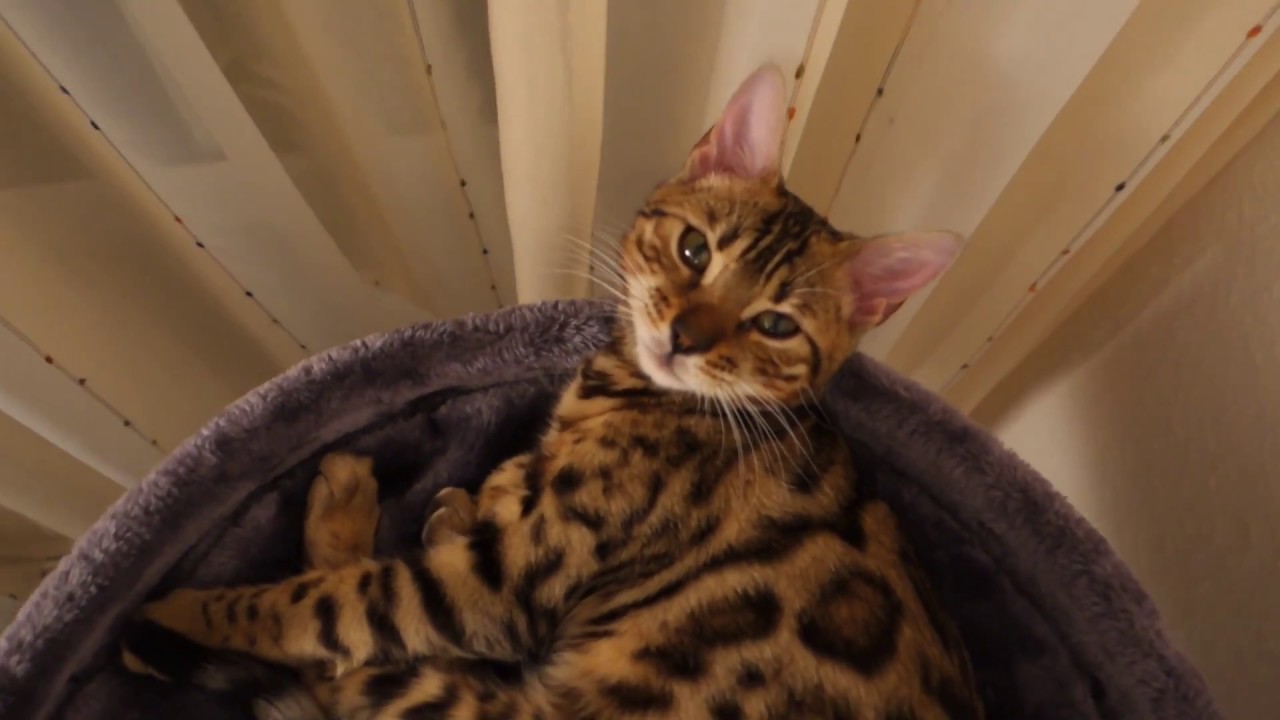 Bremen�de bir Bengal Kedi Videosu Pati Birben�in Maceraları. / Bengal