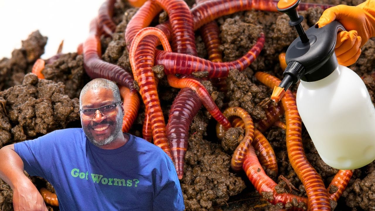 How To Use Worm Castings Tea