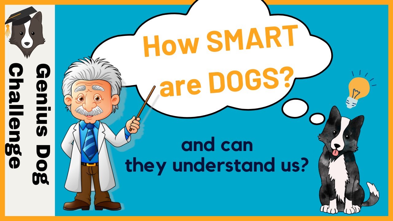 How smart are dogs? Canine Science Symposium SICB 2021 - YouTube