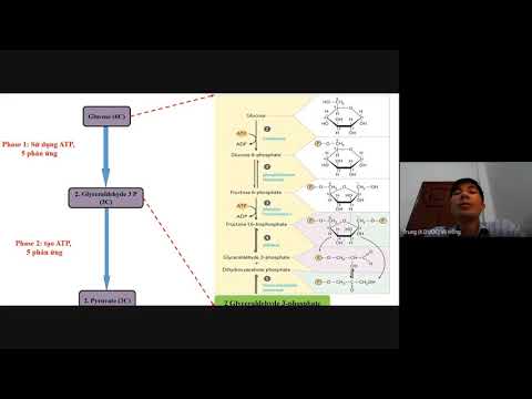 Video: Điều gì xảy ra với pyruvate được tạo ra trong quá trình đường phân?