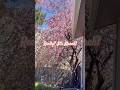 It’s March in Colorado… why is my apple tree already blooming? 🌸😳