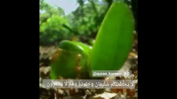 تلاوة جميلة من سورة النمل بصوت القارئ اسلام صبحي 🐜