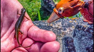 COYOTE DABCHICK