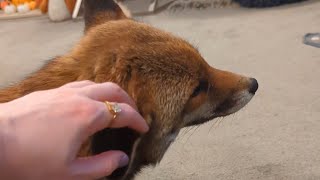 Ending our dinner date with some ear strokes! (Part 4)