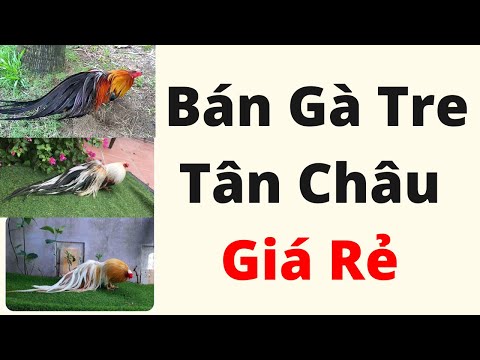 Video Bán Gà Tre Tân Châu Giá Rẻ 0349613269 - youtube