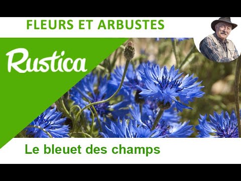 Le bleuet des champs - YouTube