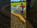 Survival Skills: SIMPLE and USEFUL with Eel trapping tool #survival #bushcraft #skills #eelfishing