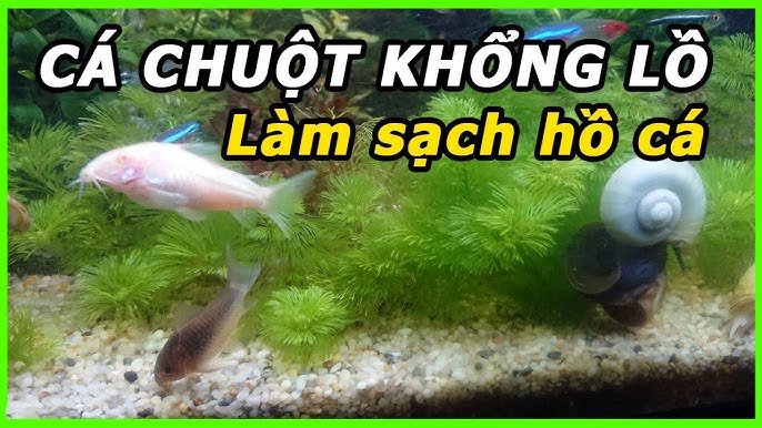 Làm sạch bể cá