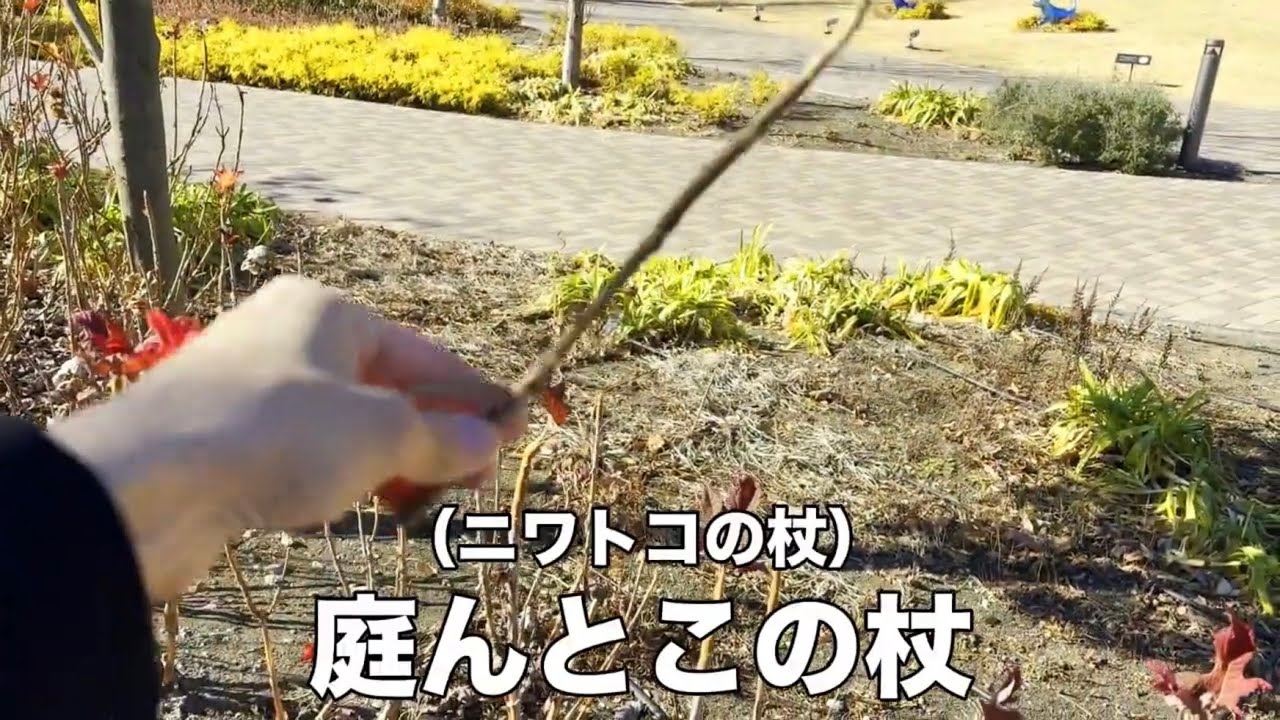 【無料ポッター】ハリーポッターファンにしか伝わらないお得術vlog