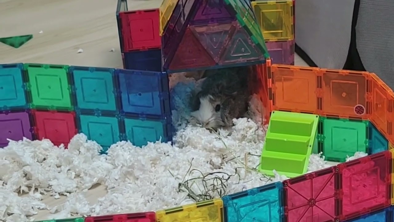 A GOOD GUINEA PIG LIFE - The Magnatile Mansion @RoosterGamerRooster