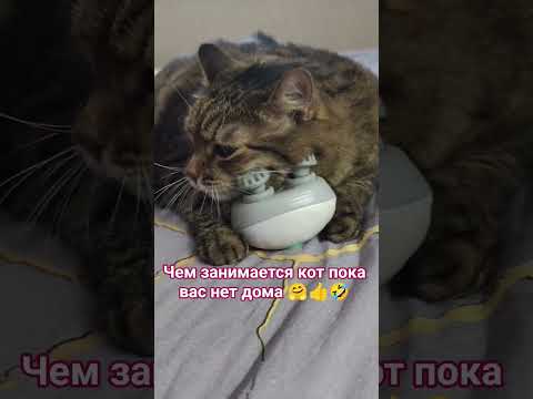 Релакс кота😺😻🤗🤣 #cat #кот #music #guitar #rock #song #cover #юмор #котушка