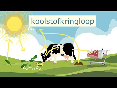 Video: Wat is die stappe van die koolstofsiklus?