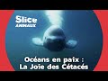Les Répercussions du Silence sur le Bien-être des Créatures Marines | SLICE ANIMAUX