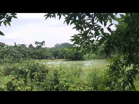 #Welcome to Kaziranga# short