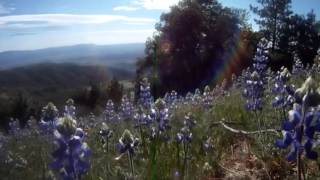 GCNW: First to Find on Figueroa Mountain