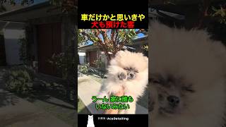 車だけかと思いきや犬も預けた客