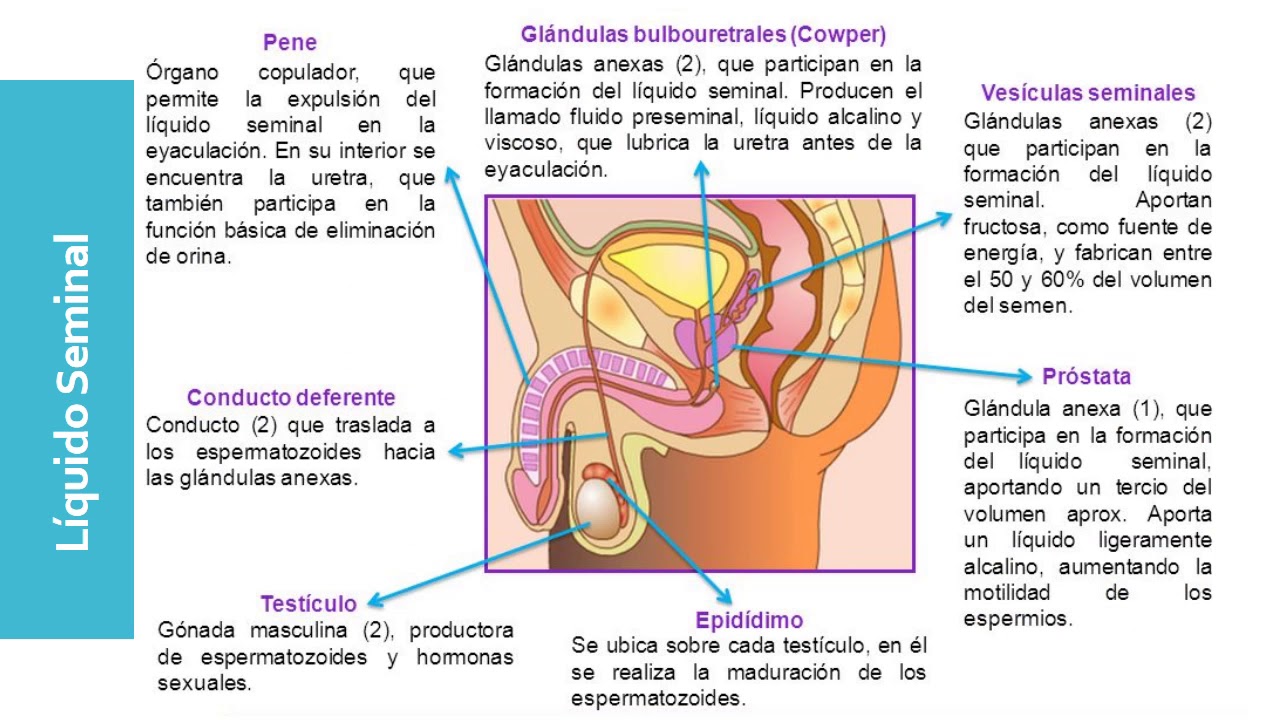 Líquido seminal - YouTube