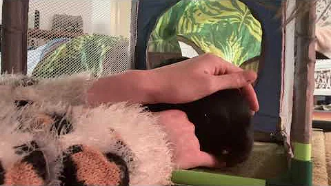 Yes, Your Bunny Rabbit Can Hug You