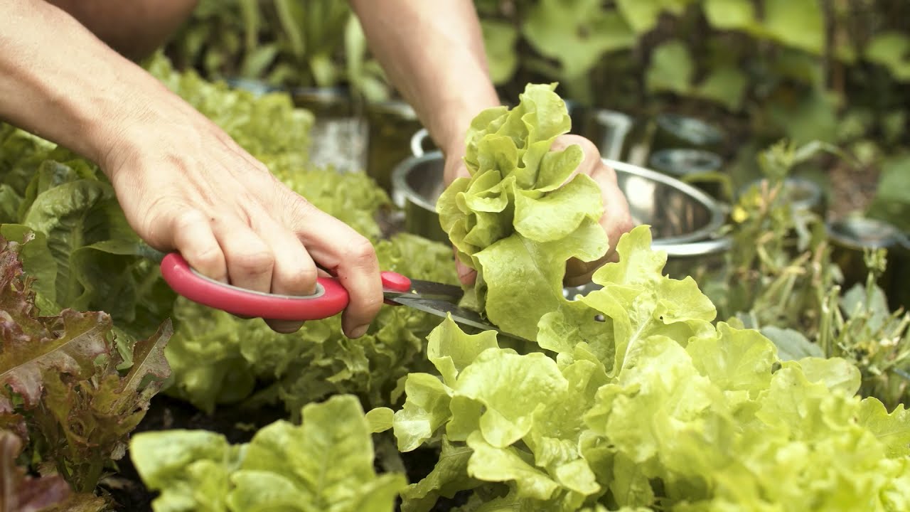 Harvesting Cut & Come Again Lettuces/Leaves YouTube