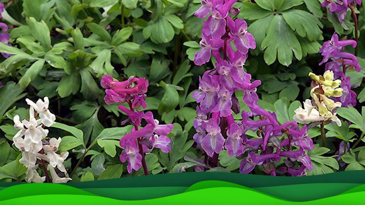 Nemuno kilpų regioninis parkas