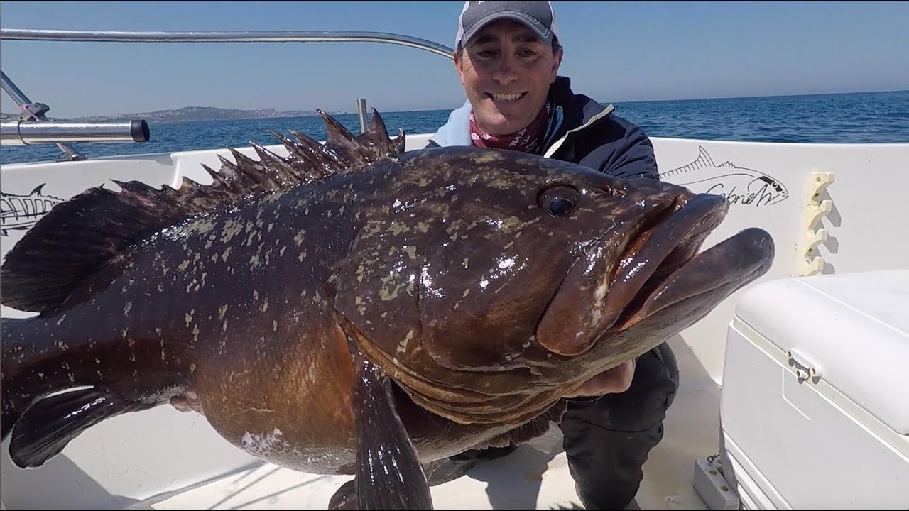 SUPER CERNIA con il polpo