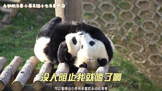 秦岭大熊猫中心23级喜迎3对双胞胎和1只单胎共七仔 。再看看22级秦岭小熊们的腻歪现场小乖和永动机的贴贴简直太有爱了