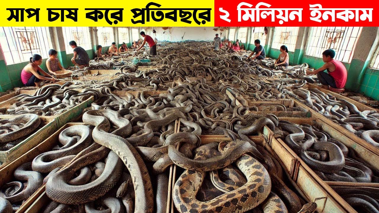 চীনের মানুষেরা এইভাবে সাপ চাষ করে লক্ষ লক্ষ টাকা আয় করছে । Snake ...