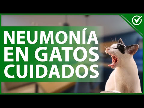 Video: Neumonia en gatos