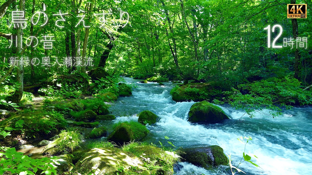 【12時間】鳥のさえずりと川の音｜新緑の奥入瀬渓流【4K自然音】