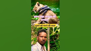 The lion gave up on the python🤯 #shortsfeed #shorts #shortvideo