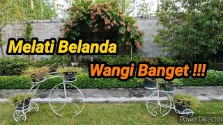 Melati Belanda Wangi...