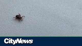 How Alberta pharmacists can help with tick bites
