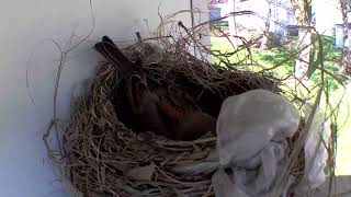 Finch Took Over The Robin Nest