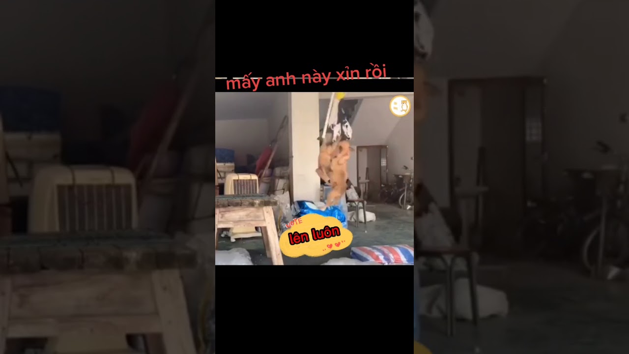 3 chú chó giữ nhà, cho chó chơi đồ và cái kết