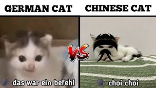 German Cat vs Chinese Cat | Das War Ein Befehl vs Choi Choi