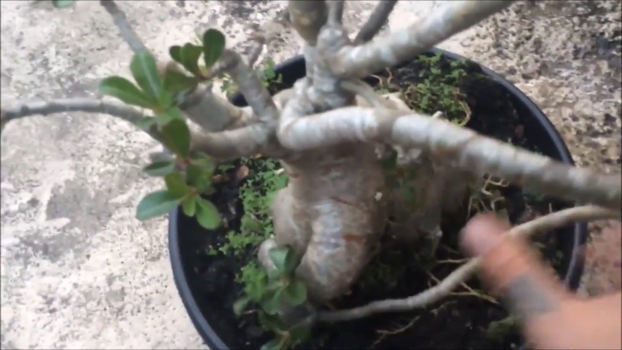 Adenium Repotting/ Root Stretch - YouTube