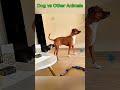 When Dogs Meet Other Animals 🐶🐾
