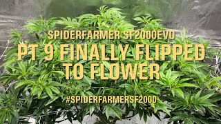 Spider Farmer SF2000 + 4x2x6 Grow Tent + 6” Clip Fan PT 9 Finally Flipped #SpiderfarmerSF2000