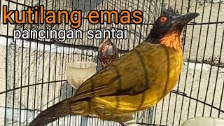 kutilang emas