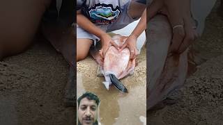 #killerfish #fishing #fish #villagelife #fishingvideo #shorts 🐟 ♥️