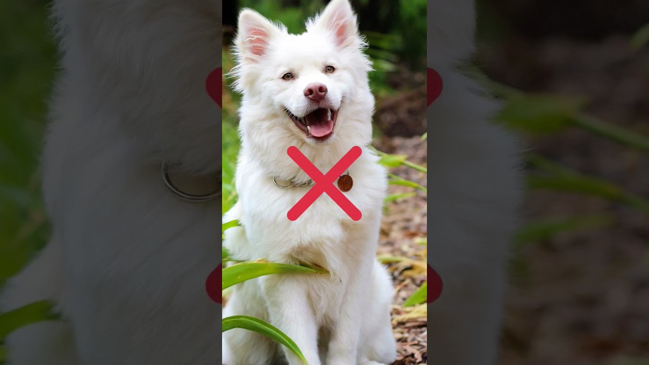 Halal Vs Haram Meat In Islam | 