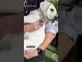 How dogs are changing San Francisco's landscape