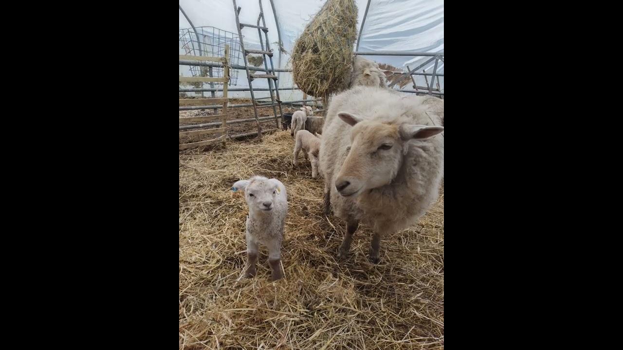 Lambing 2022