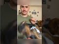 dogs being cute part 250 #cutegolden #funny #funnypets #pets #petvideos #funnyanimals #lovegoldens