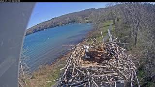 incubating in wind 20200505 090605 20200505 090722