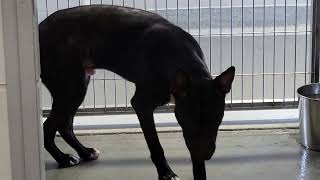 acs A684094