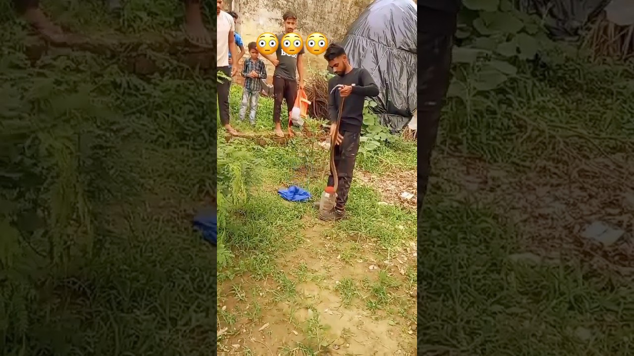 😳😳 Snake rescue | snake | snake island | snake bite | snake rescue video