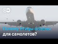 Можно ли предотвратить столкновения птиц с самолетами