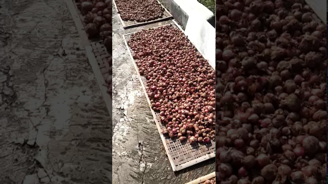 Bawang Merah Paling Super Cuman 30rb! 